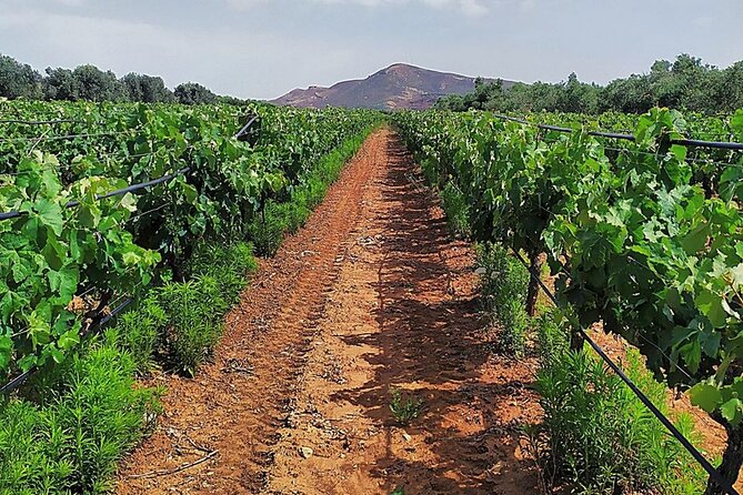 Semi-Private Premium Wine Tasting at Titakis Winery With Transfer - Suggestions for Visitors