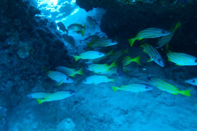 Semi -Private Snorkel Escursions in Lahaina, Maui - Key Points