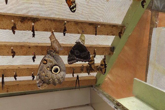 Semi-Private Tour: Mindo Full-Day Tour - Chocolate-Making Experience