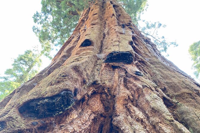 Semi Private Tour to Sequoia National Park With Lunch - Memorable Moments