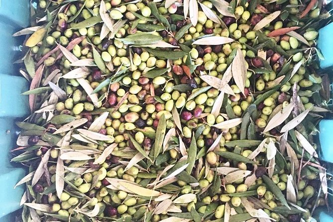 Semi Private Wine and Olive Oil Tour (Transfer & Lunch Incl.) - Dietary Accommodations