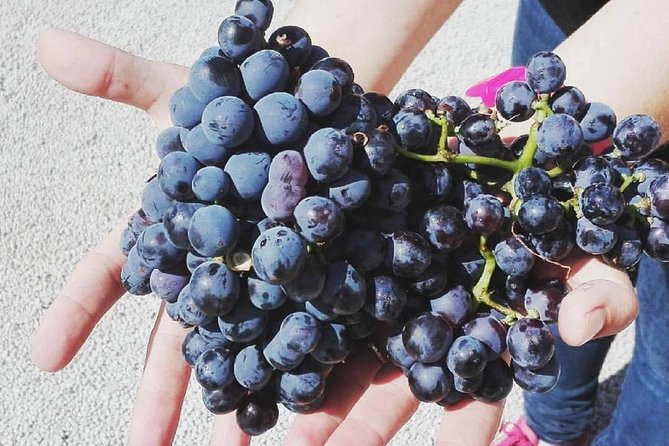 Semi-Private Wine Discovery Tour in Chania - Review Highlights