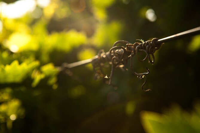Semi Private Wine Tour of 2 Wineries With Transfer and Lunch - Winery Experiences