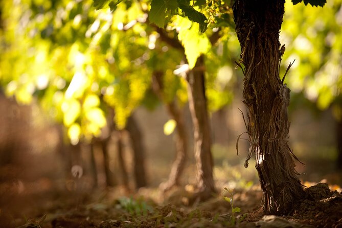 Semi Private Wine Tour of 2 Wineries With Transfer and Lunch - Accessibility and Dietary Options