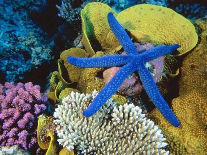 Semi Submarine and Hurghada City Tour With Transfer - Included Amenities