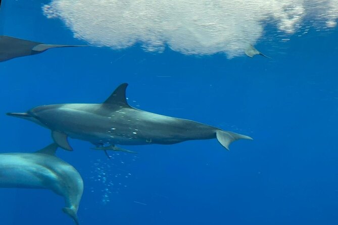 Semi Submarine Boat Experience to Klein Bonaire - Safety and Considerations