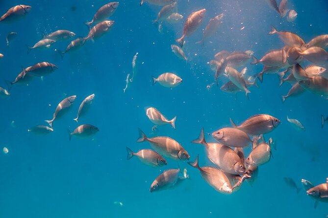 Semi-Submarine Tour From Agios Nikolaos - Audio Guide Commentary