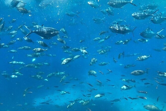 Semi-Submarine Tour From Agios Nikolaos - Cancellation Policy