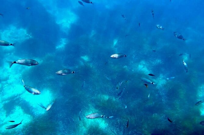 Semi-Submarine: Visit to the Seabed of Porto Bay - Duration and Accessibility