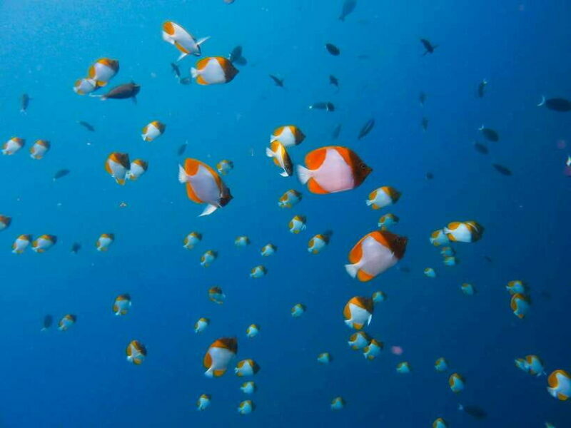 Semporna: Bohey 3 Islands Hike, Snorkel/Dive Tour with Lunch - Authenticity and Travel Experience