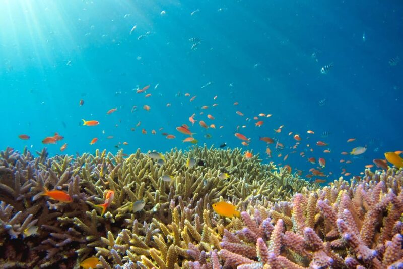 Semporna: Explore 3 Islands Tour W/ Snorkel or Dive - Inclusions and Fees