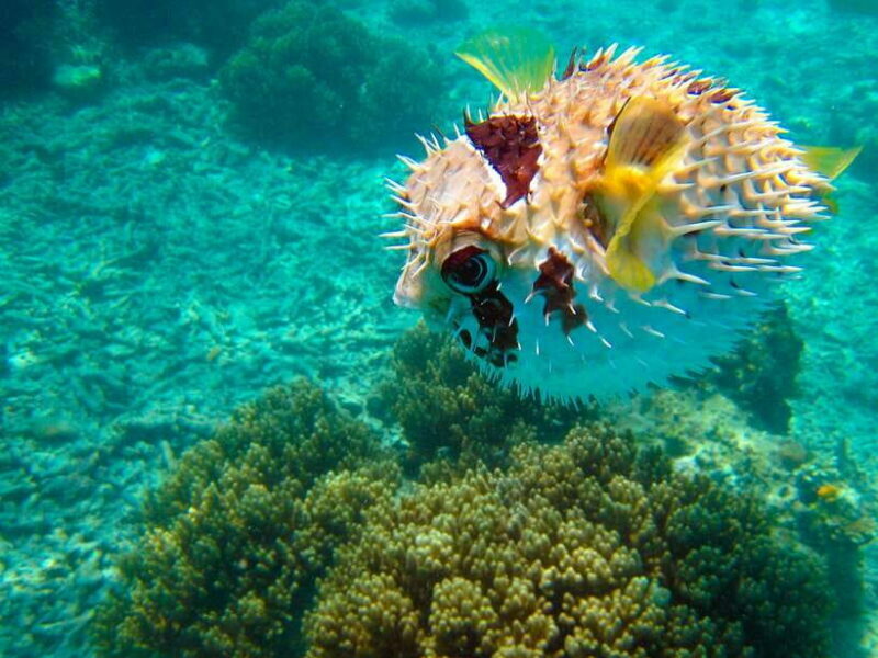 Semporna: Mabul and Kapalai Trip in Snorkel or Dive & Lunch - Kapalai: A Second Marine Adventure