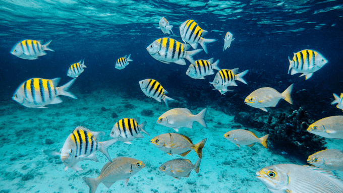 Semporna : Snorkelling & Island Hopping at Mabul + Kapalai - Booking and Cancellation Policy