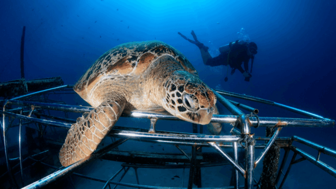 Semporna : Snorkelling & Island Hopping at Mabul + Kapalai - Frequently Asked Questions