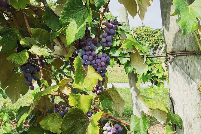 Seneca Lake Wine Tasting & Tour - Sampling the Finest Finger Lakes Wines
