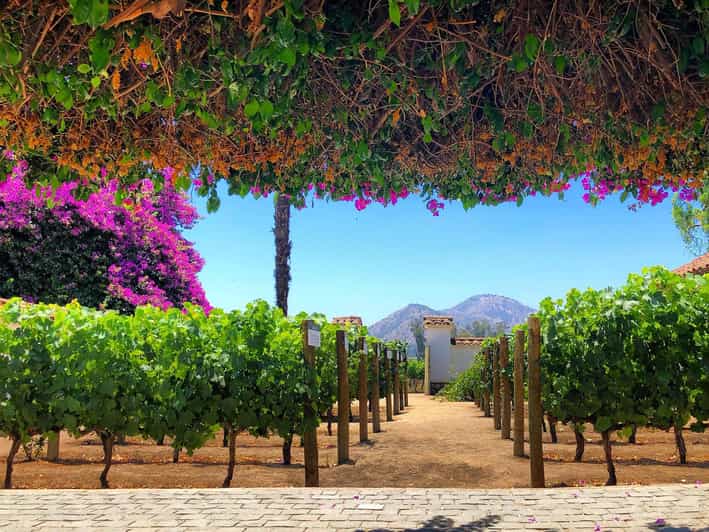 Sensory Journey: Santa Rita Vineyards Tour - Viña Santa Rita Background