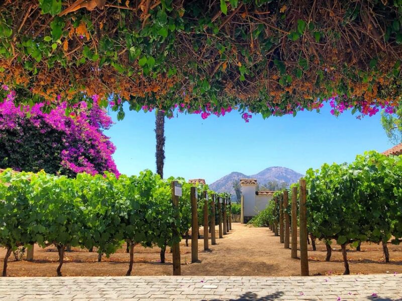 Sensory Journey: Santa Rita Vineyards Tour - Customer Feedback