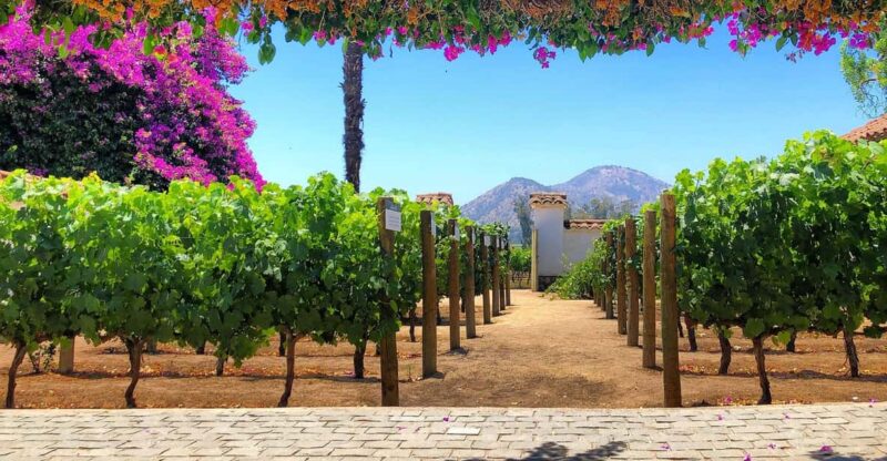 Sensory Journey: Santa Rita Vineyards Tour - Sensory Journey