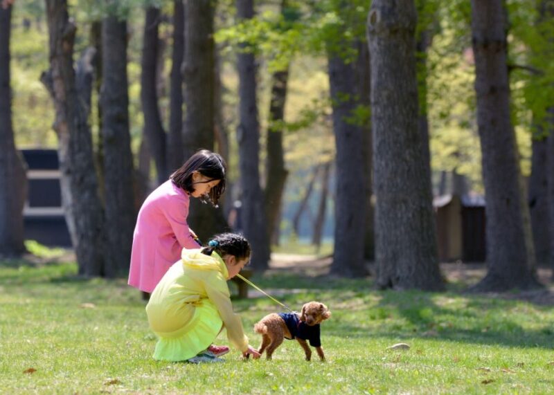Seoul: Alpaca Land, Nami Tour (Optional Gangchon Railbike) - Tour Options