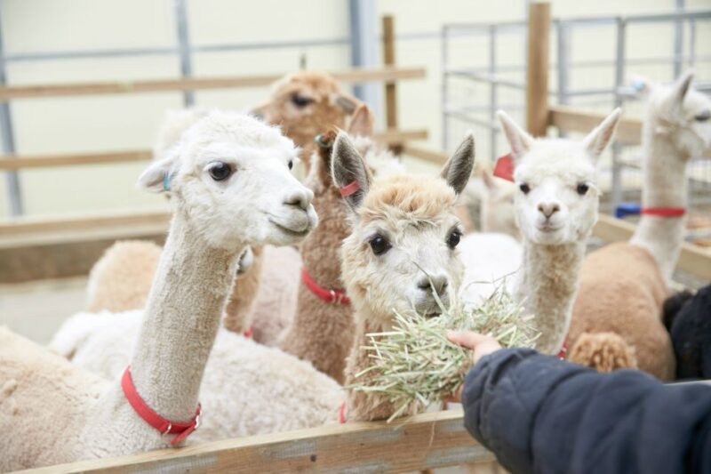 Seoul: Alpaca Land, Nami Tour (Optional Gangchon Railbike) - Activities