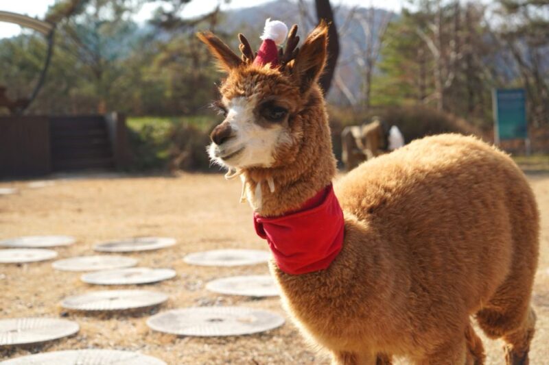 Seoul: Alpaca Land, Nami Tour (Optional Gangchon Railbike) - Inclusions and Important Information