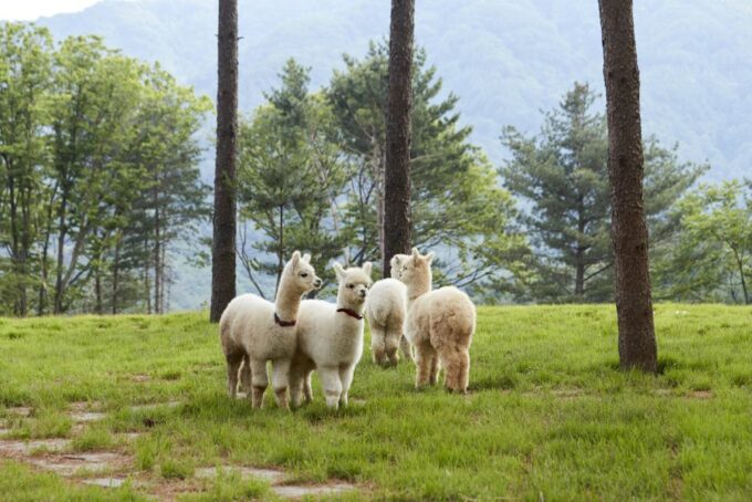 Seoul: Alpaca Land, Nami Tour (Optional Gangchon Railbike) - Reservations and Cancellations