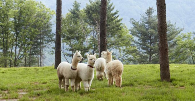 Seoul: Alpaca Land, Nami Tour (Optional Gangchon Railbike) - Itinerary Considerations