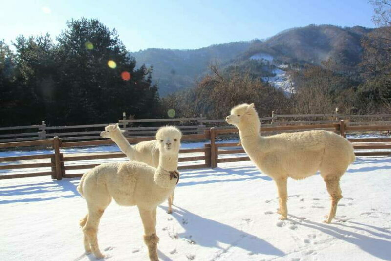 Seoul: Alpaca/Nami/Garden of Morning Calm Tour (+Rail Bike) - Key Points