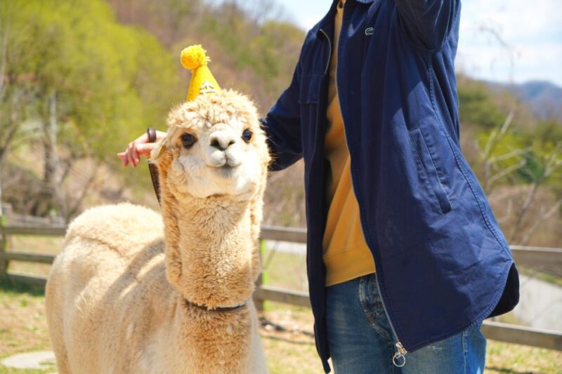 Seoul: Alpaca World, Luge Ride and Suspension Bridge - Tour Overview and Duration