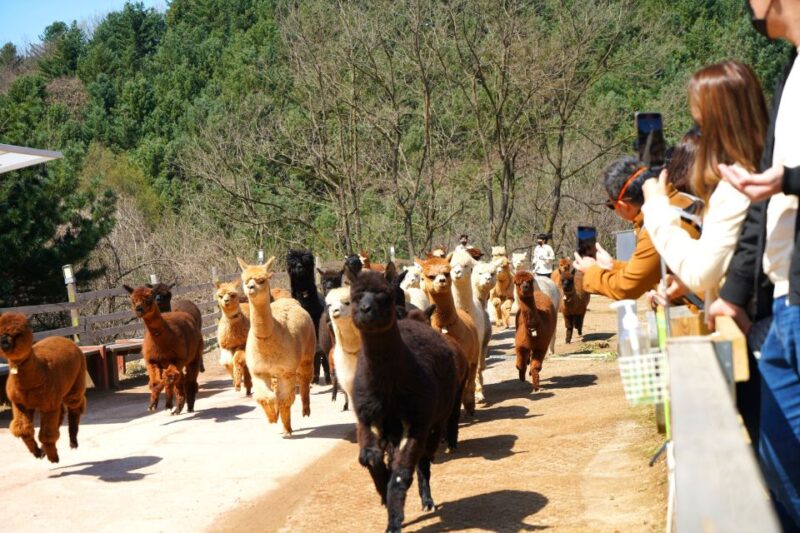 Seoul: Alpaca World, Luge Ride and Suspension Bridge - Hoengseong Luge Ride