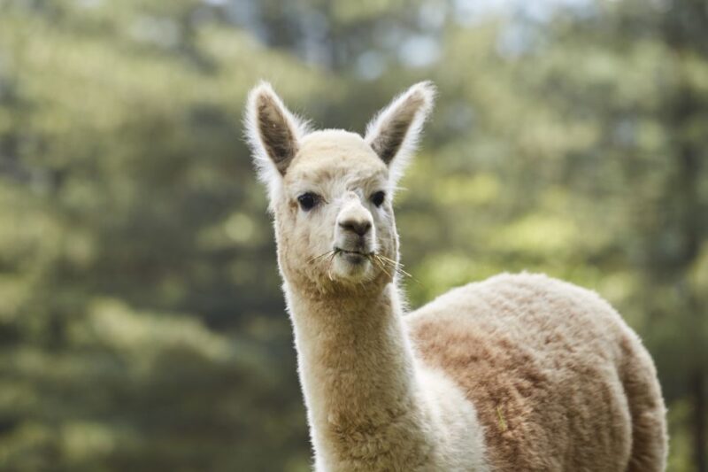 Seoul: Alpaca World & Nami Island (Optional Korean Garden) - Tour Overview