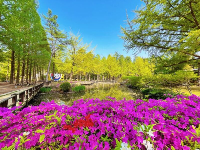 Seoul: Alpaca World & Nami Island (Optional Korean Garden) - Optional Garden of Morning Calm