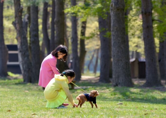 Seoul: Alpaca World & Nami Island (Optional Korean Garden) - Meeting Points