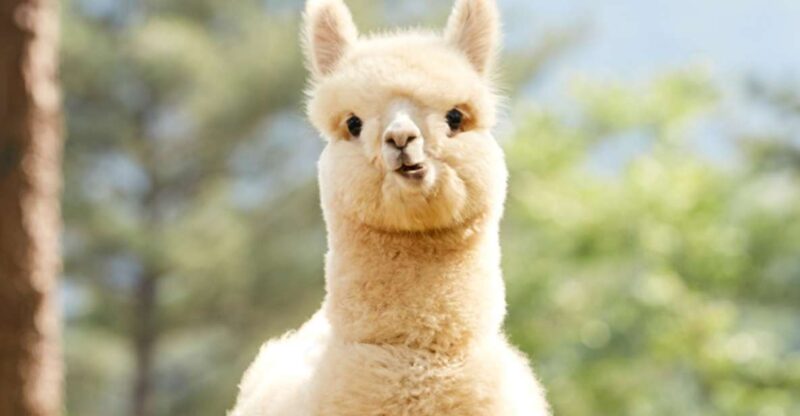 Seoul: Gangwon-Do Day Trip With Alpaca World & Nami Island - Exploring Alpaca World