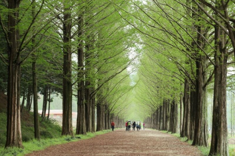 Seoul: Gangwon-Do Day Trip With Alpaca World & Nami Island - Riding the Gangchon Rail Park