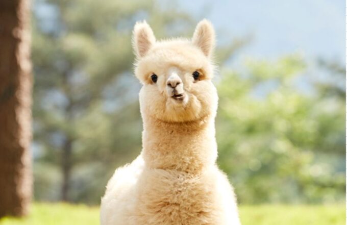 Seoul: Gangwon-Do Day Trip With Alpaca World & Nami Island - Pickup and Transportation