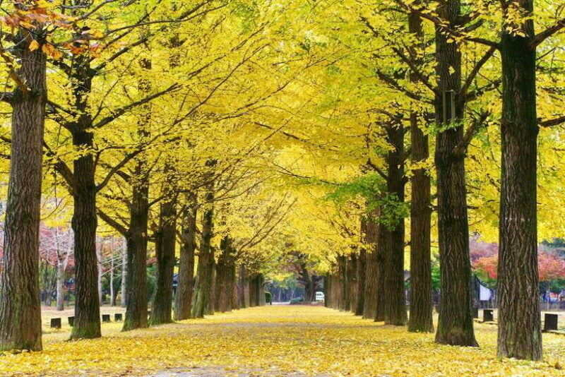 Seoul: Mt.Seorak, Nami Island, No Shopping(+RailBike Option) - The Practical Side: Timing, Comfort, and Flexibility