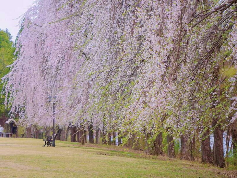 Seoul: Mt.Seorak, Nami Island, No Shopping(+RailBike Option) - Final Thoughts: Is It Worth It?