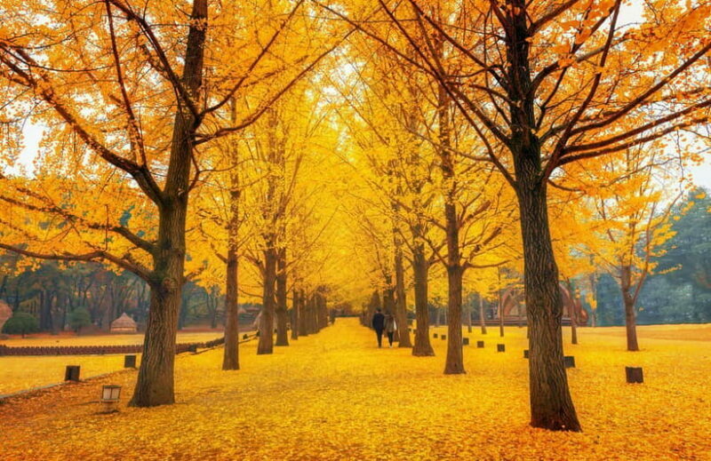 Seoul: Nami Island and Garden of Morning Calm (opt Railbike) - FAQ