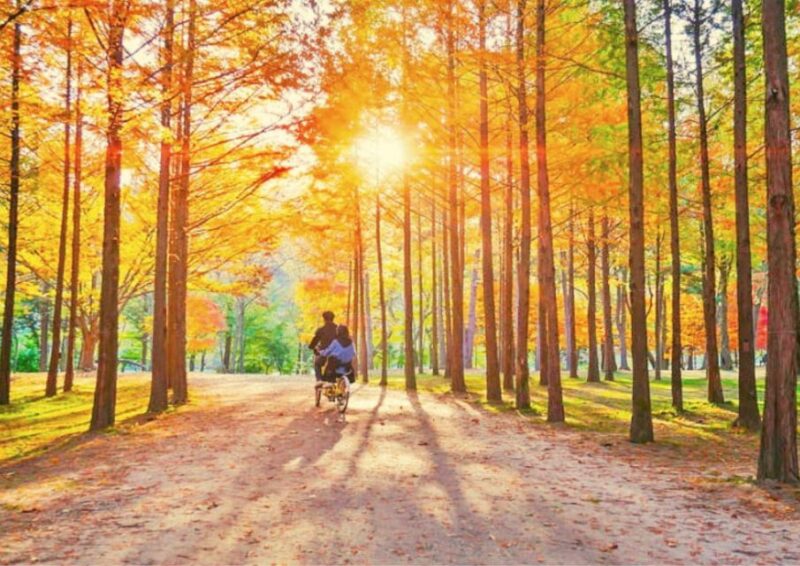 Seoul: Nami Island, Petite France, Italian Village, Rail Bike Option - Pricing Information