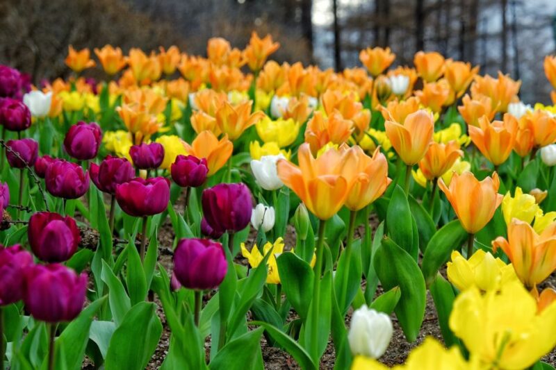 Seoul: Private Customizable Tour to Nami Island and More - Highlights at Nami Island