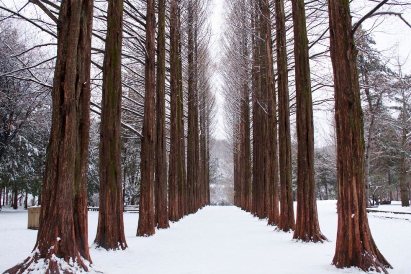 Seoul: Private Customizable Tour to Nami Island and More - Customizable Itinerary