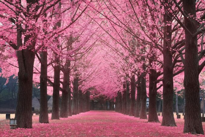 Seoul: Private Customizable Tour to Nami Island and More - Frequently Asked Questions