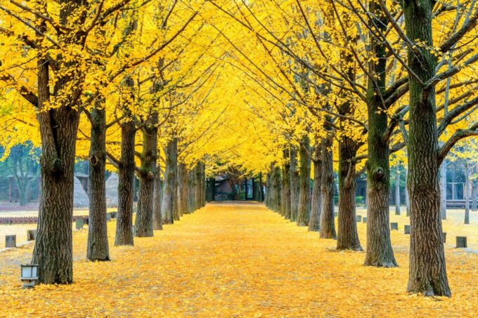 Seoul: Private Customizable Tour to Nami Island and More - Recap