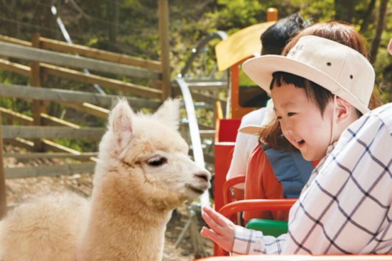 Seoul: the Painter Show With Nami Island or Alpaca World - Pricing and Availability