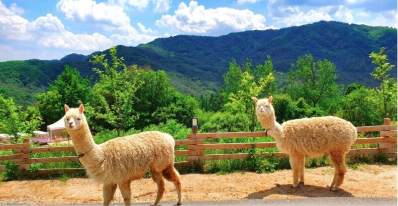 Seoul: the Painter Show With Nami Island or Alpaca World - Pickup and Transportation