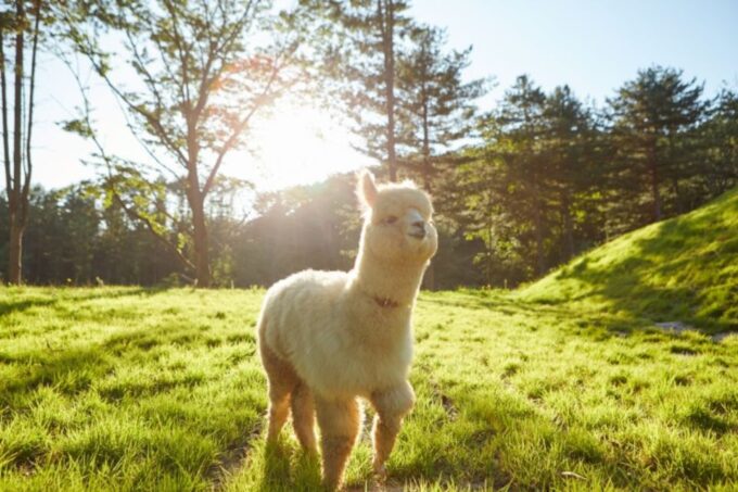 Seoul: the Painter Show With Nami Island or Alpaca World - Frequently Asked Questions