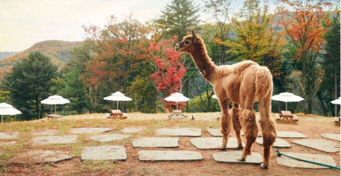 Seoul: the Painter Show With Nami Island or Alpaca World - Recap