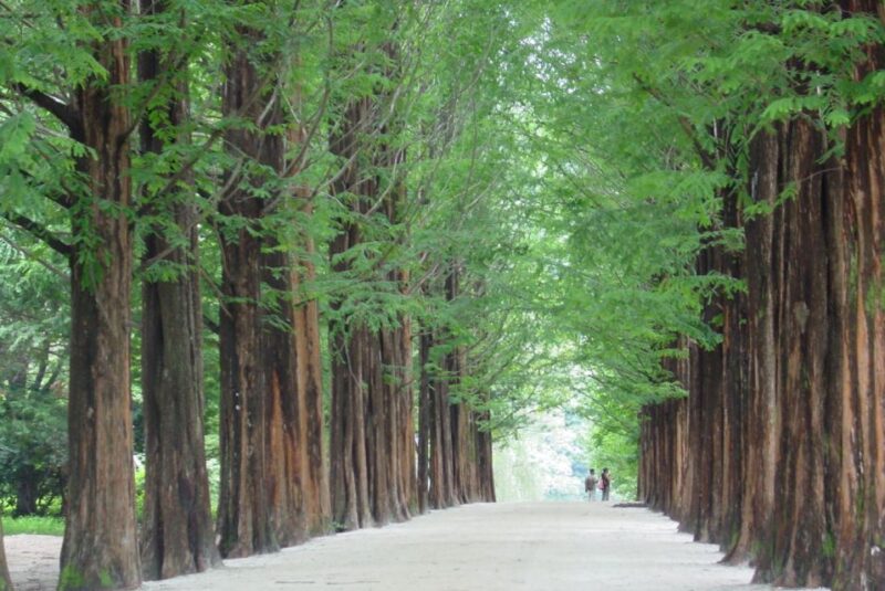 Seoul To/From Nami Island: Round-Trip Shuttle Service - Inclusions and Exclusions