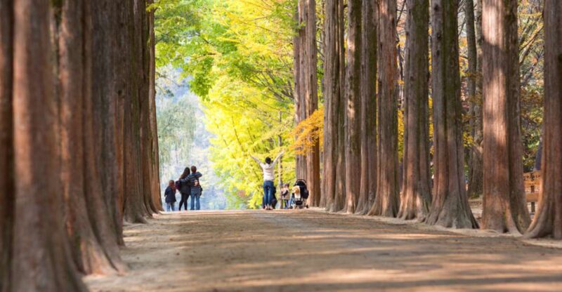 Seoul To/From Nami Island: Round-Trip Shuttle Service - Roundtrip Transportation